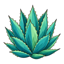 Agave