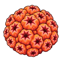 Star Coral