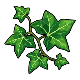 Ivy