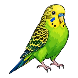 Budgie